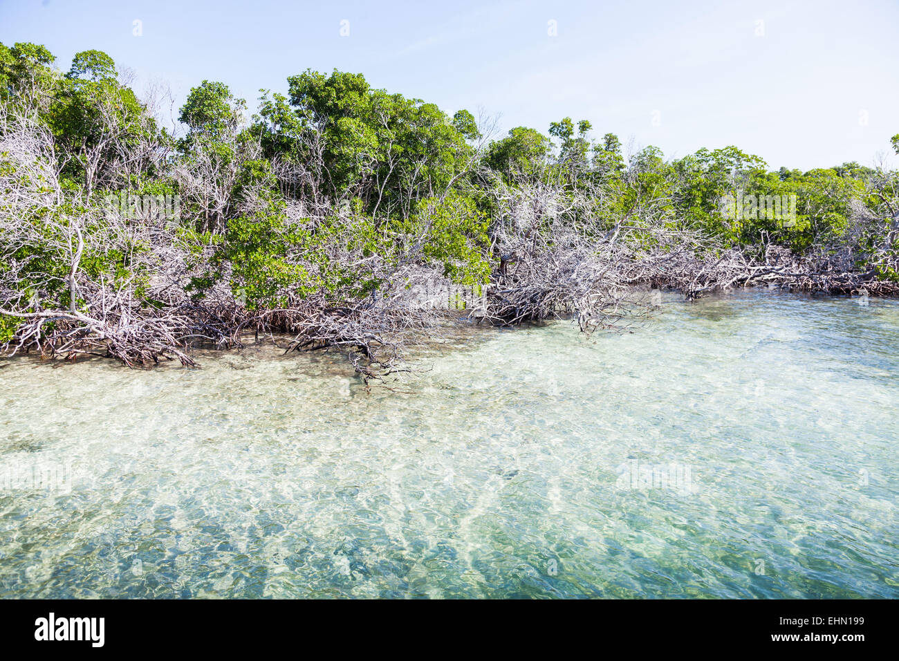Mangroven, Cayo Levisa, Kuba. Stockfoto