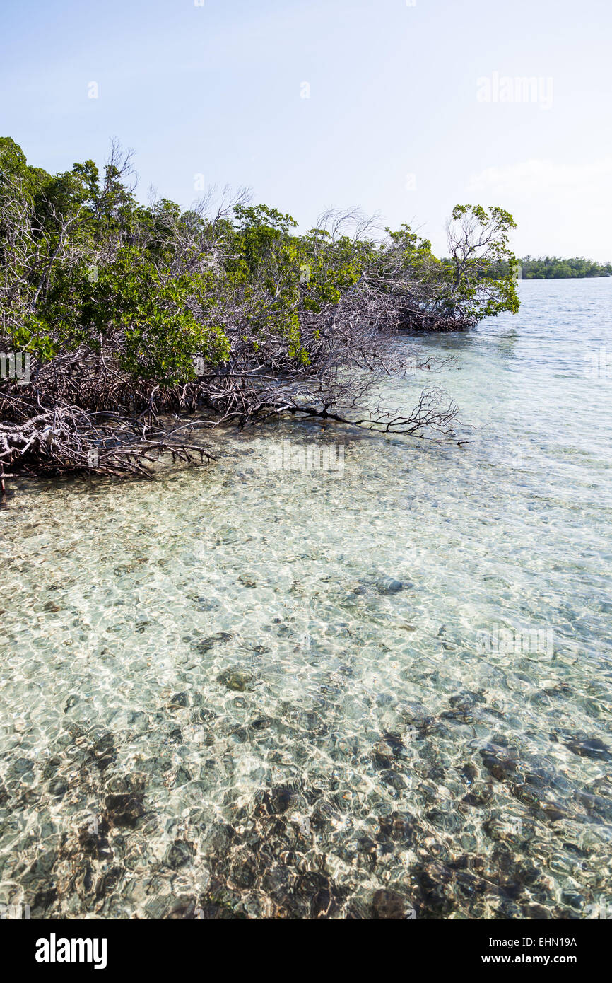 Mangroven, Cayo Levisa, Kuba. Stockfoto