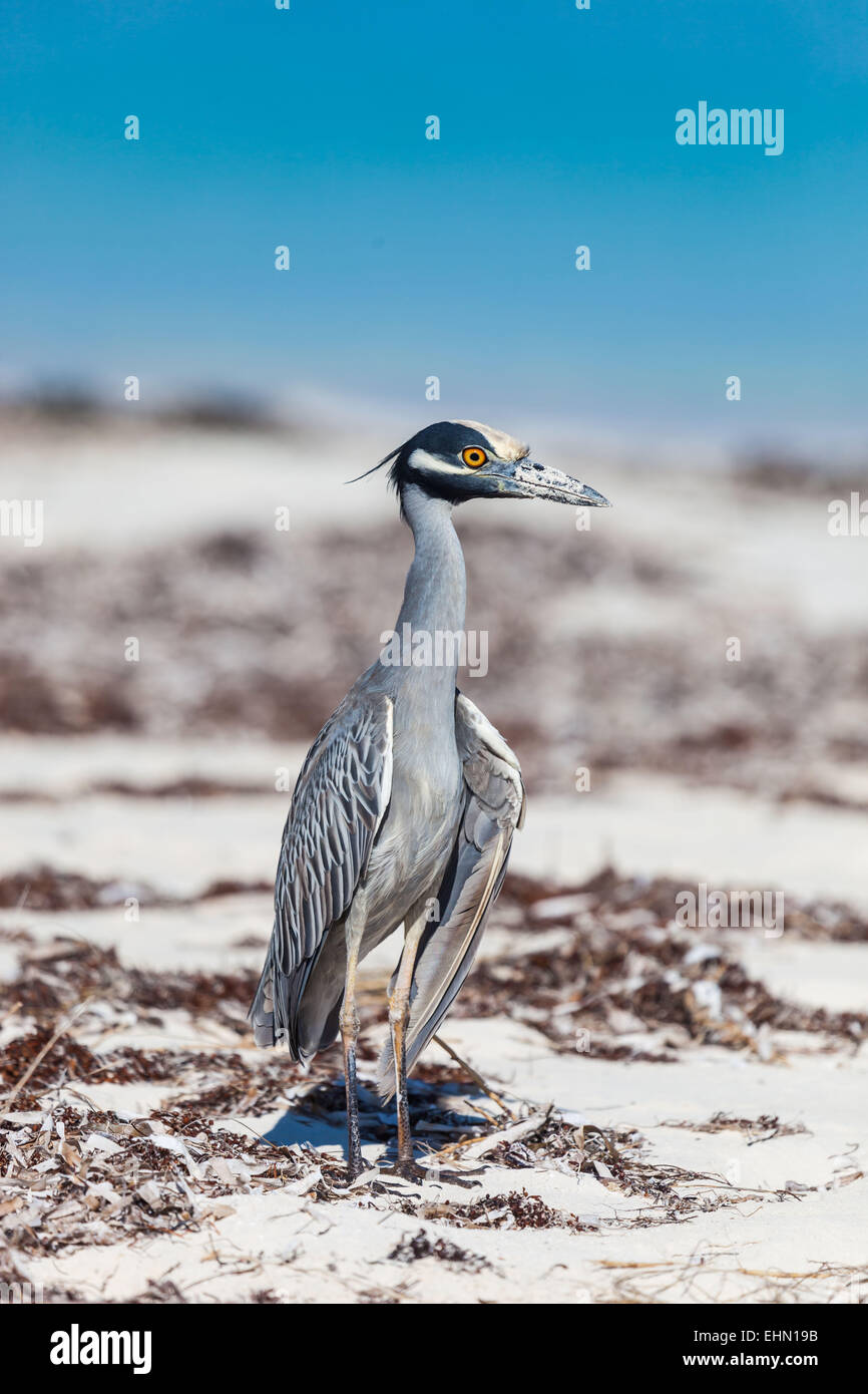 Purpurreiher (Nyctanassa Violacea) an einem Strand in Kuba. Stockfoto