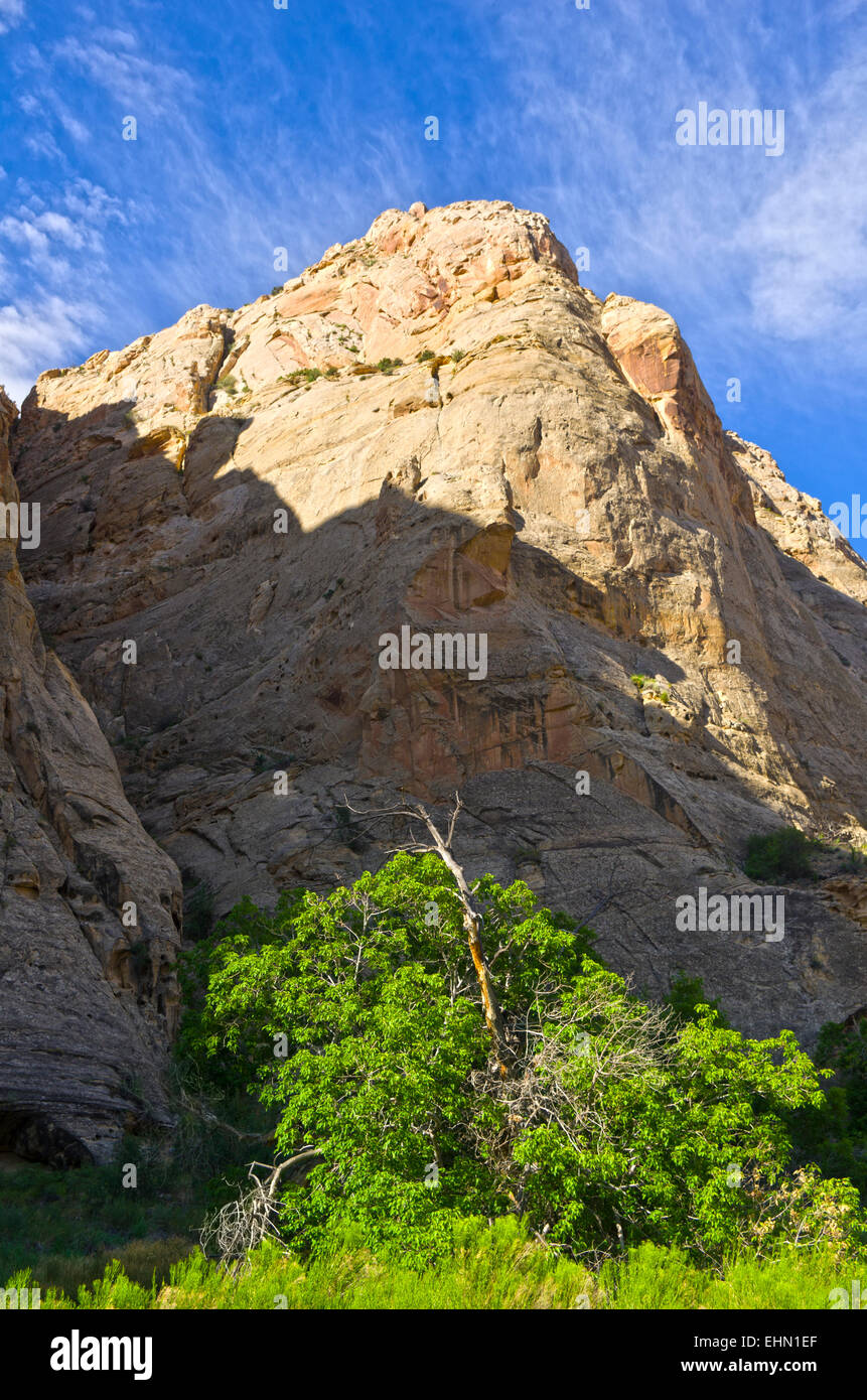 Klippen von Morgenlicht, Capital Reef National Park, Utah, Vereinigte Staaten von Amerika beleuchtet. Stockfoto