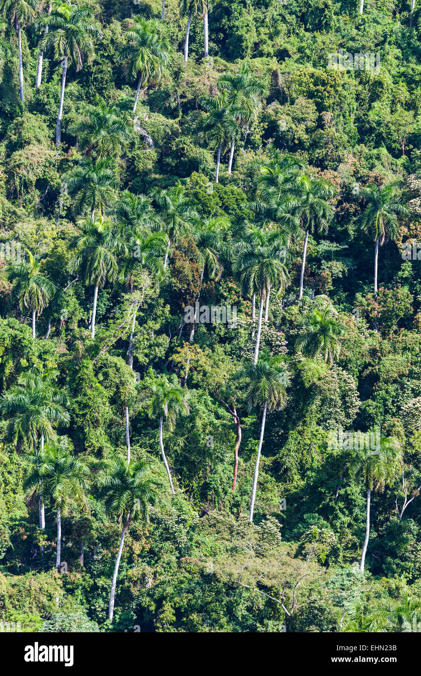 Regenwald in Kuba. Stockfoto