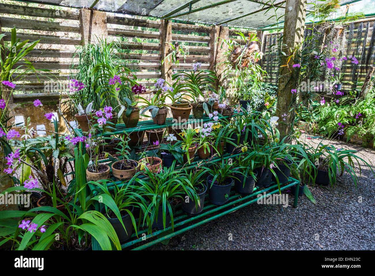 Orchideen in einer Orchidarium. Stockfoto
