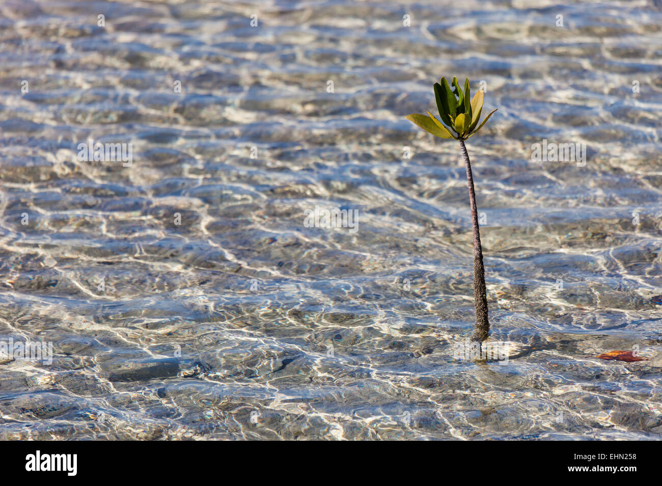Pflanze der roten Mangrove, Kuba. Stockfoto