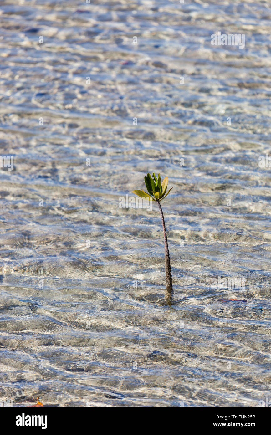 Pflanze der roten Mangrove, Kuba. Stockfoto