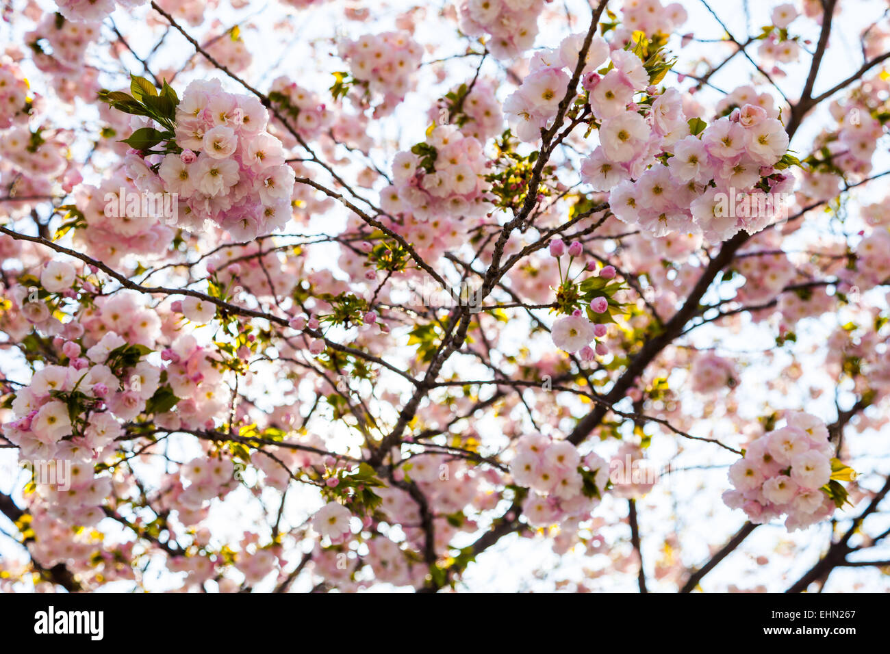 Kirschgarten (Prunus sp.). Stockfoto