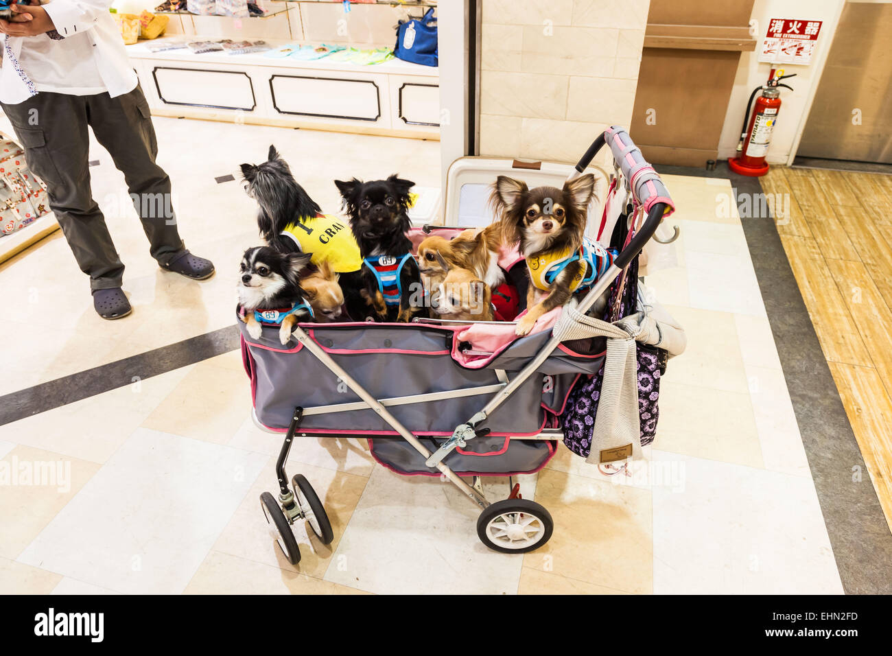 Hund-Kinderwagen, Tokio, Japan. Stockfoto