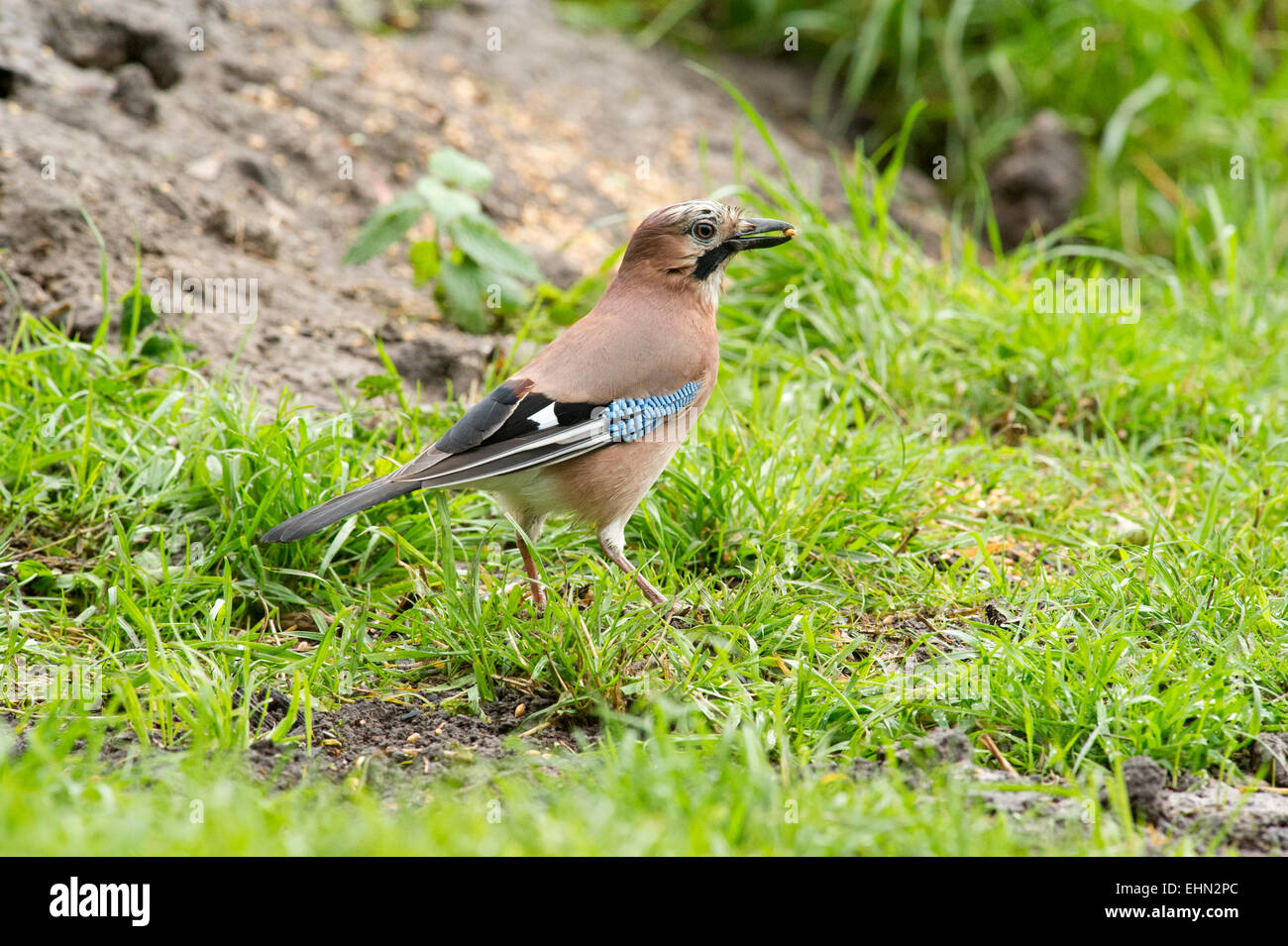 Ein eichelhäher (garrulus glandarius) Feeds auf Samen am Rand von Wäldern in East Yorkshire Stockfoto