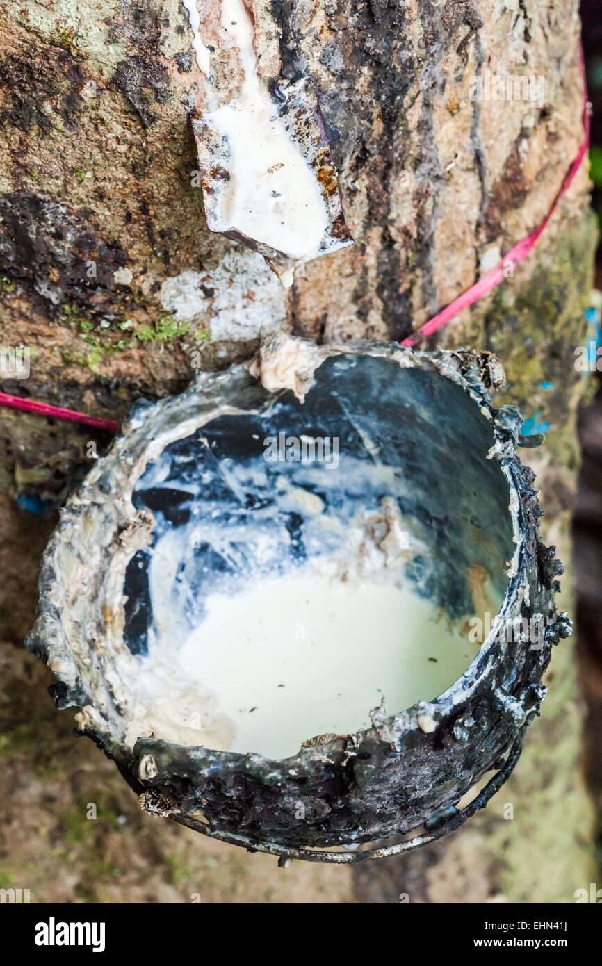 Gummibaum (Hevea SP.), die geschnitten worden ist, um zu machen, lassen Sie ihren Milchsaft (Latex), Indien. Stockfoto