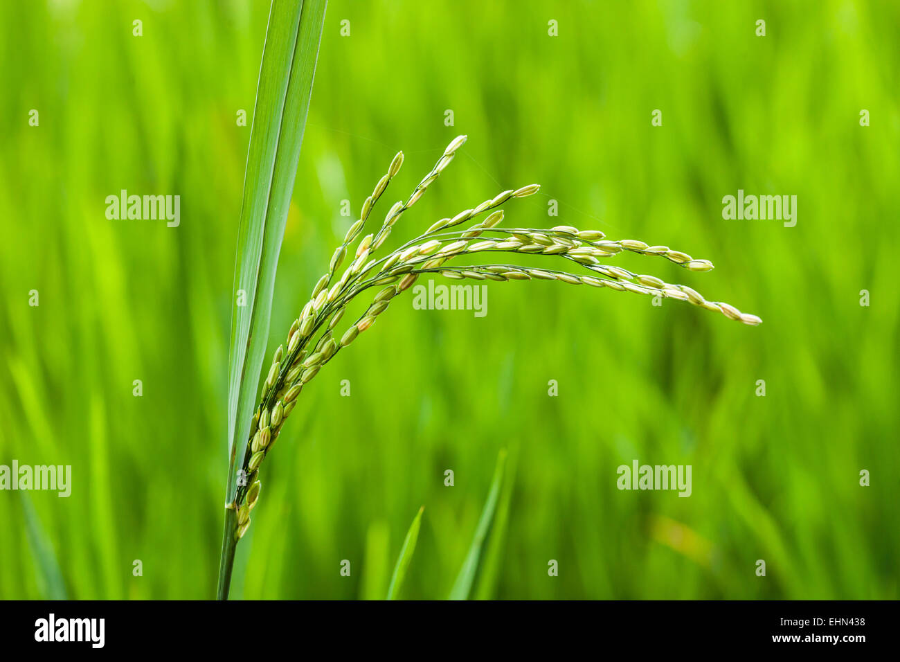 Reisfeld, Indien. Stockfoto