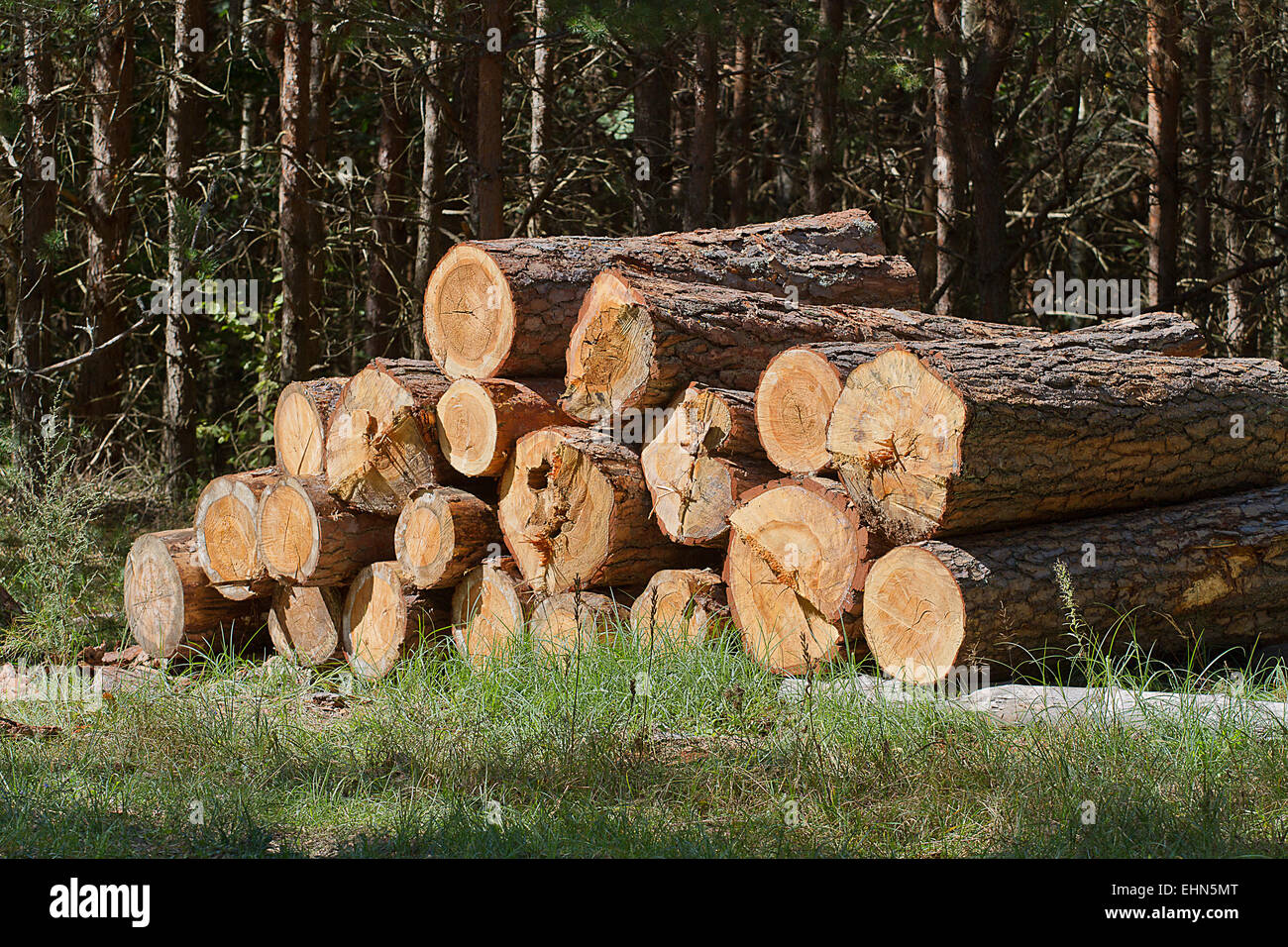 Haufen gefällter Bäume in der Nähe einer Protokollierung Website vertrieben werden warten Stockfoto