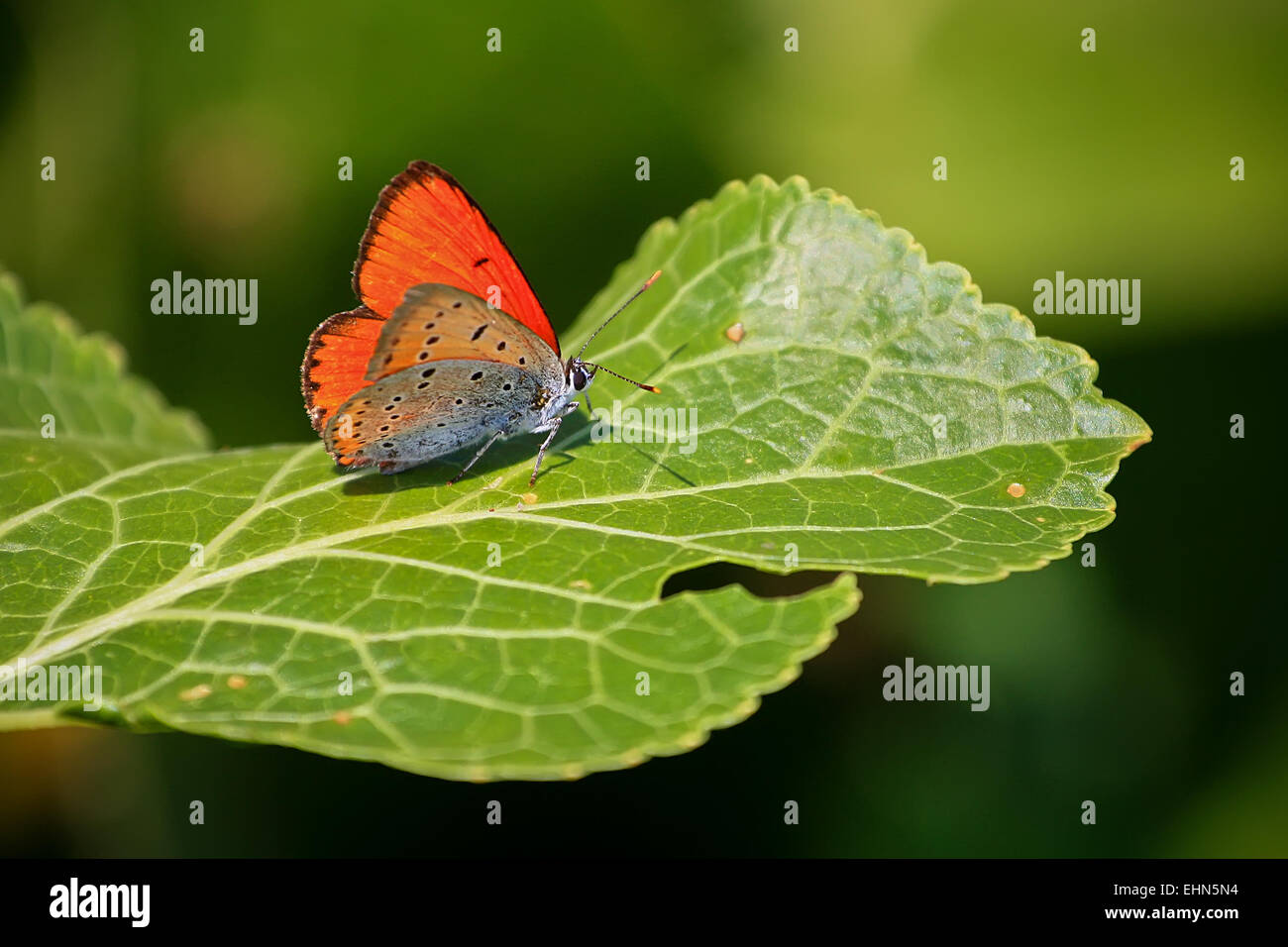 Farbige Schmetterling auf ein breites Blatt Meerrettich Stockfoto