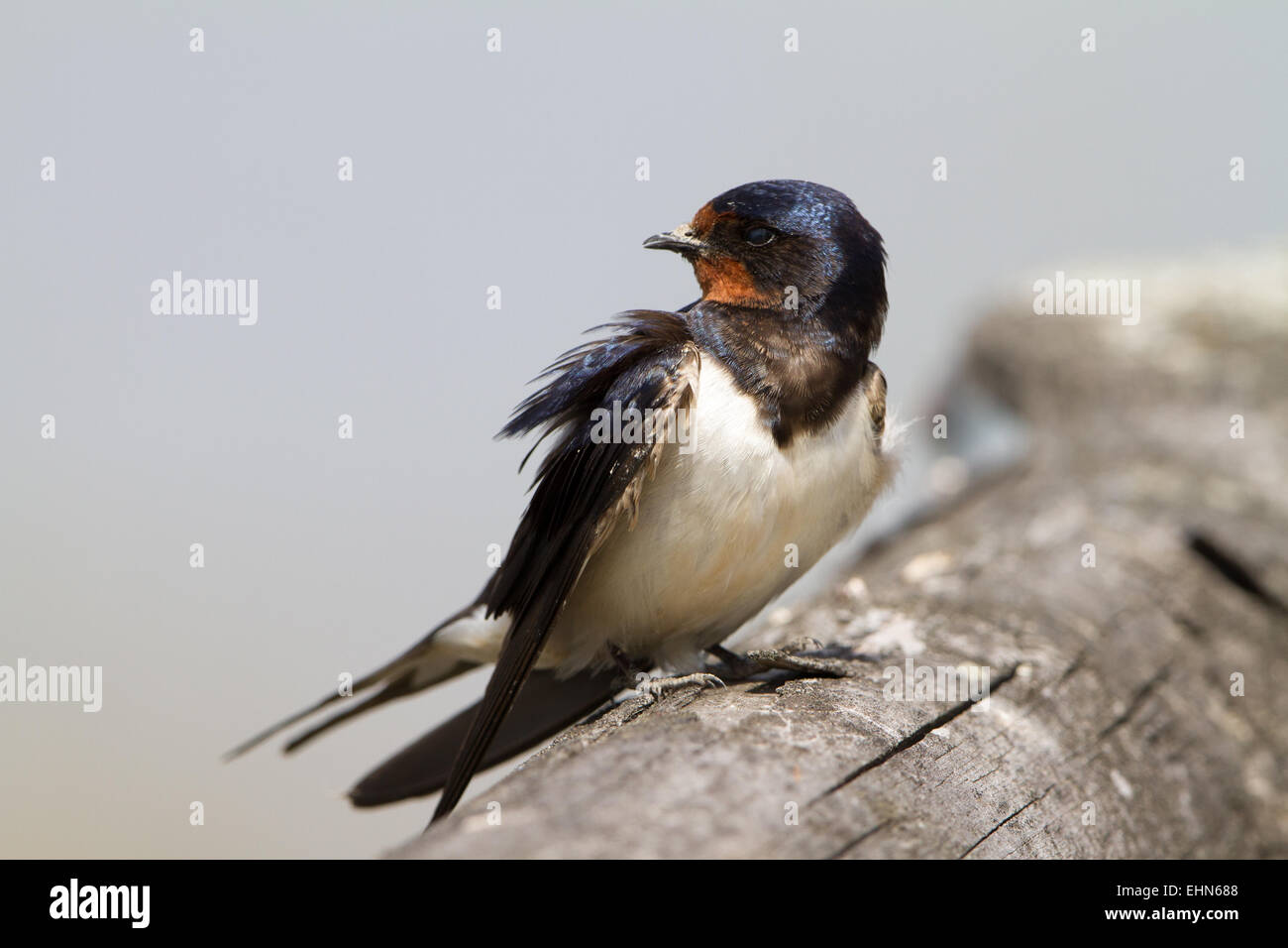 Rauchschwalbe Stockfoto