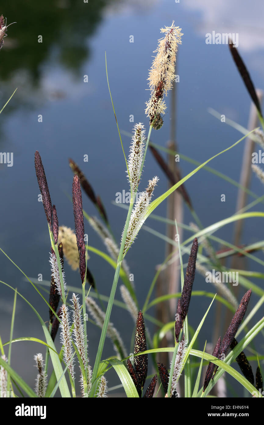 Teich der seggen Fotos und Bildmaterial in hoher Auflösung Alamy