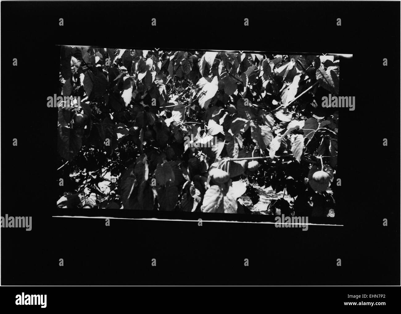 Dieses historische Foto vom 13. Oktober 1938 zeigt Arbeiter der Dixie Tung Oil Company. Das Bild bietet einen Einblick in die Industriebetriebe des frühen 20. Jahrhunderts in den Vereinigten Staaten, die sich auf die Gewinnung und Verarbeitung von Öl konzentrieren. Stockfoto