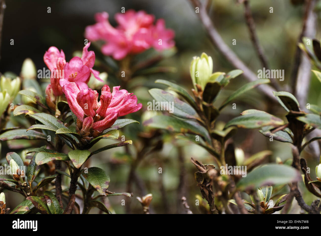 Alpine rose, Rhododendron ferrugineum Stockfoto