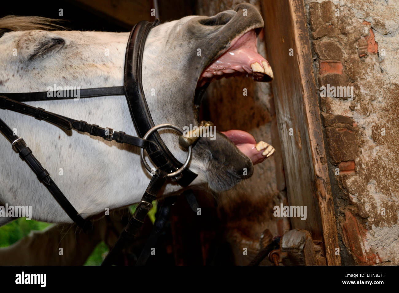 Pferd gähnt oder lacht Stockfoto