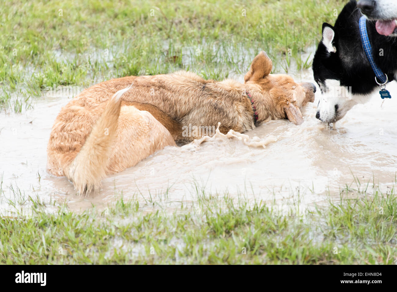 freundliche Hunde in einem überschwemmten nassem Hundepark spielen Stockfoto