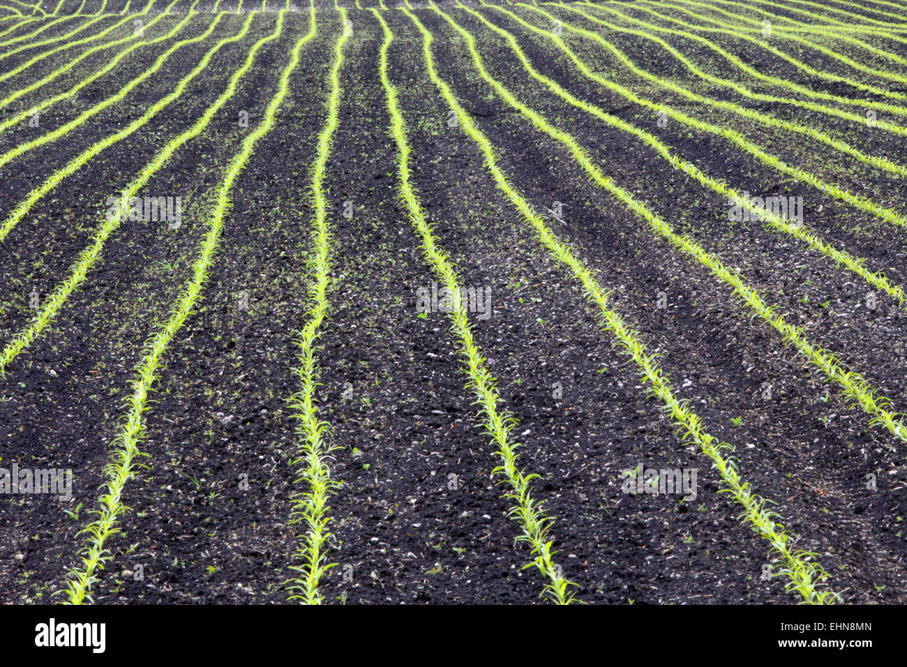 Kornfeld, Monokultur Stockfoto