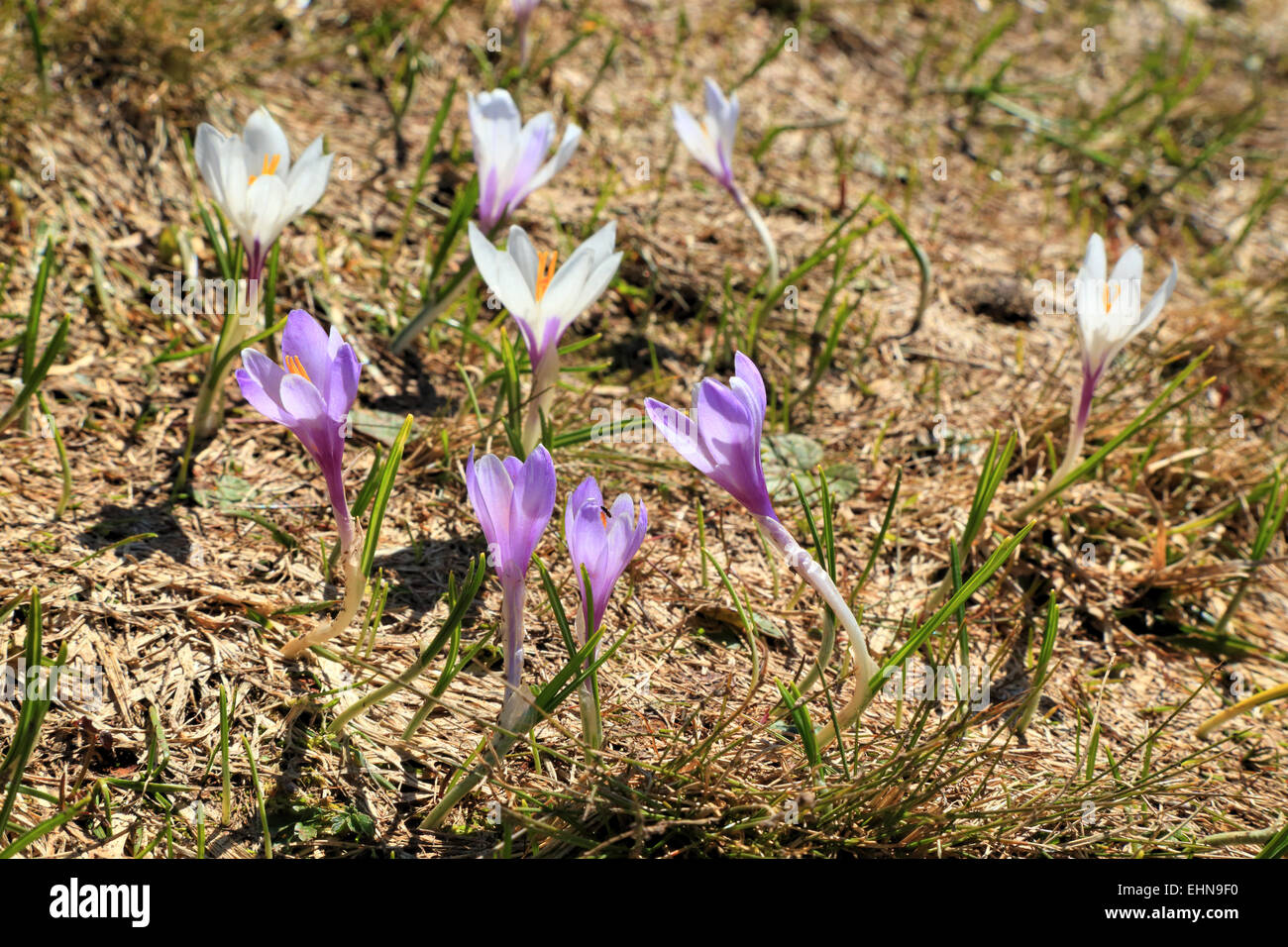 Krokus (Crocus Vernus) Blumen Seiser Alm / Alpe di Siusi Stockfoto