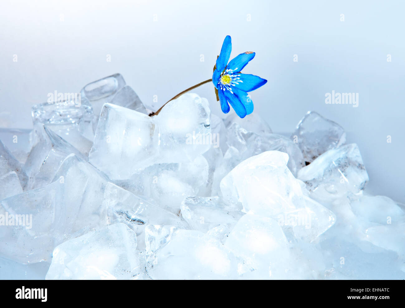 Schneeglöckchen, wächst aus Eis Stockfoto