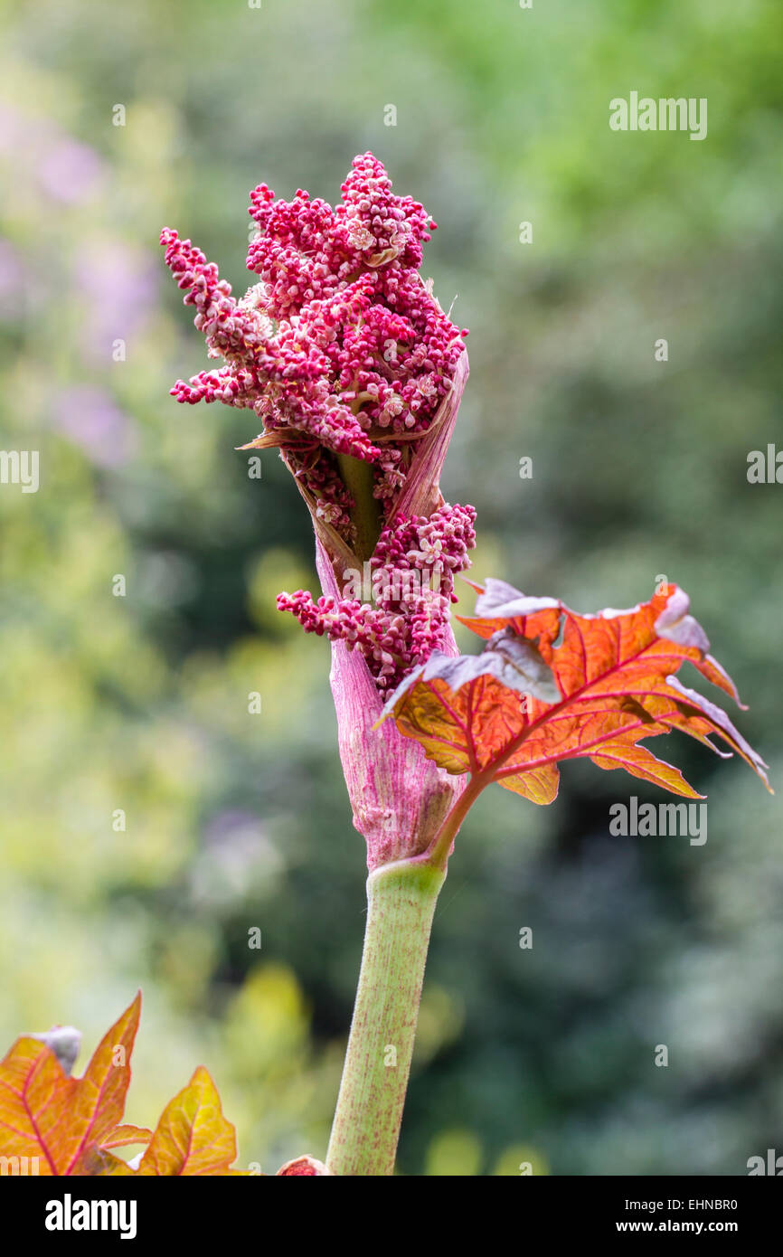 Bogplant Blume Stockfoto