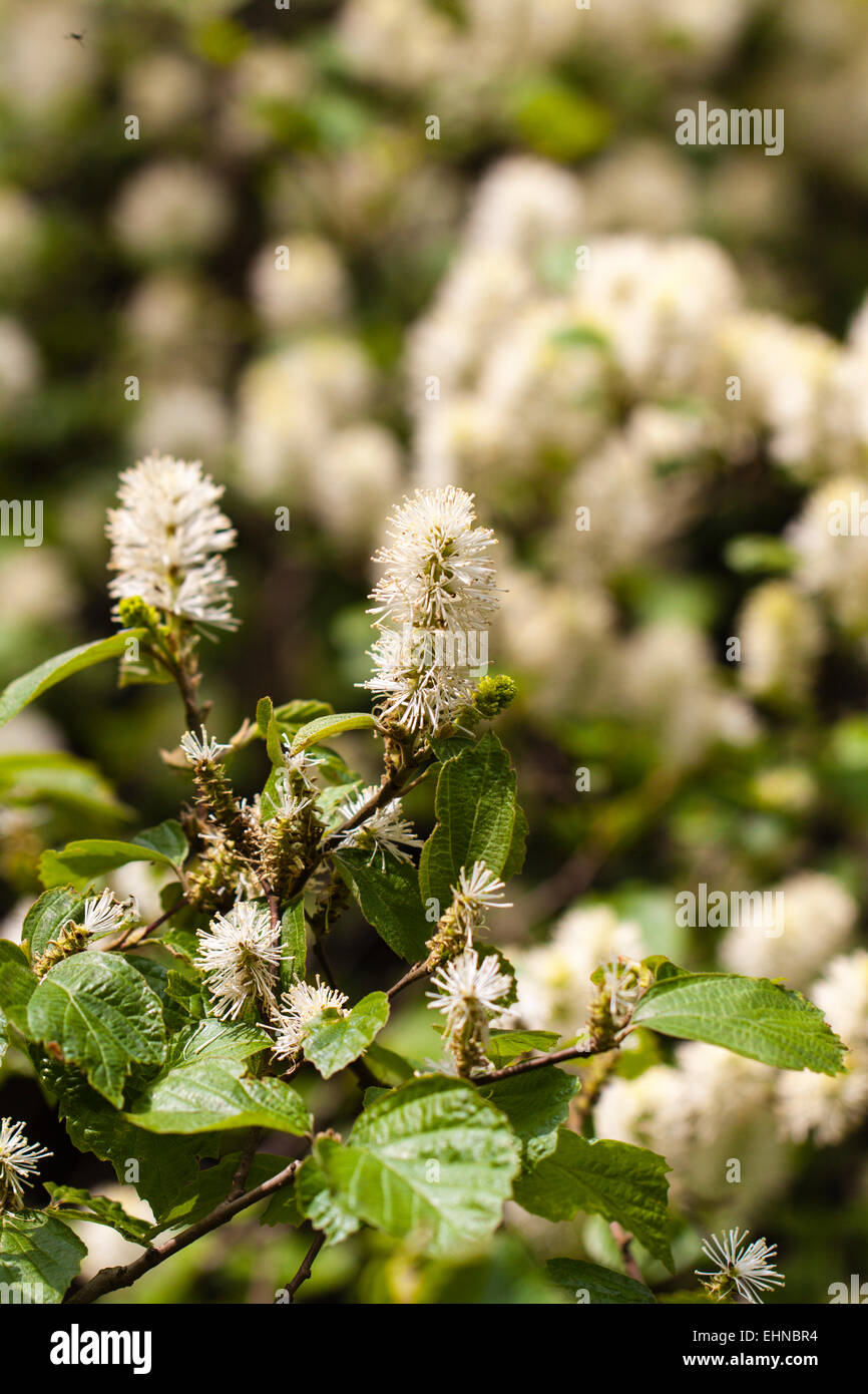 Weiß blühenden Wald Strauch Stockfoto