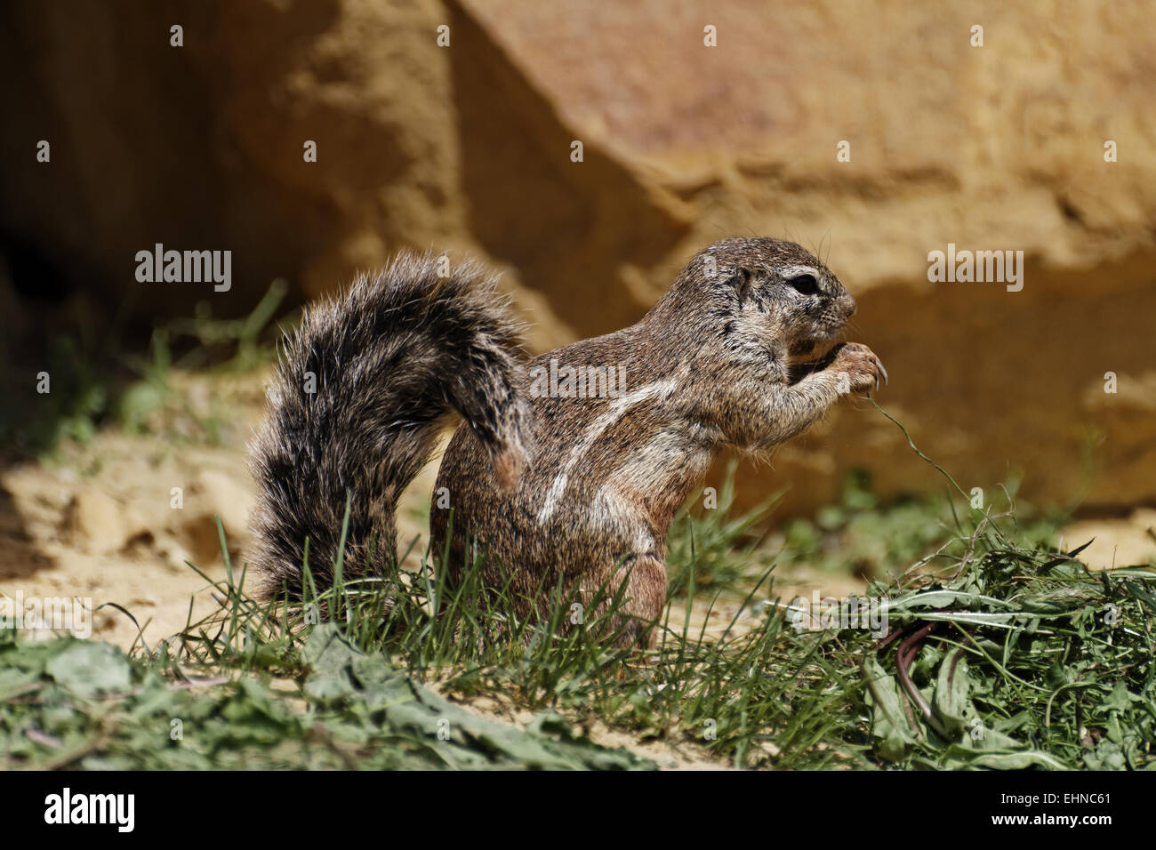 Kap-Borstenhörnchen, Xerus inauris Stockfoto