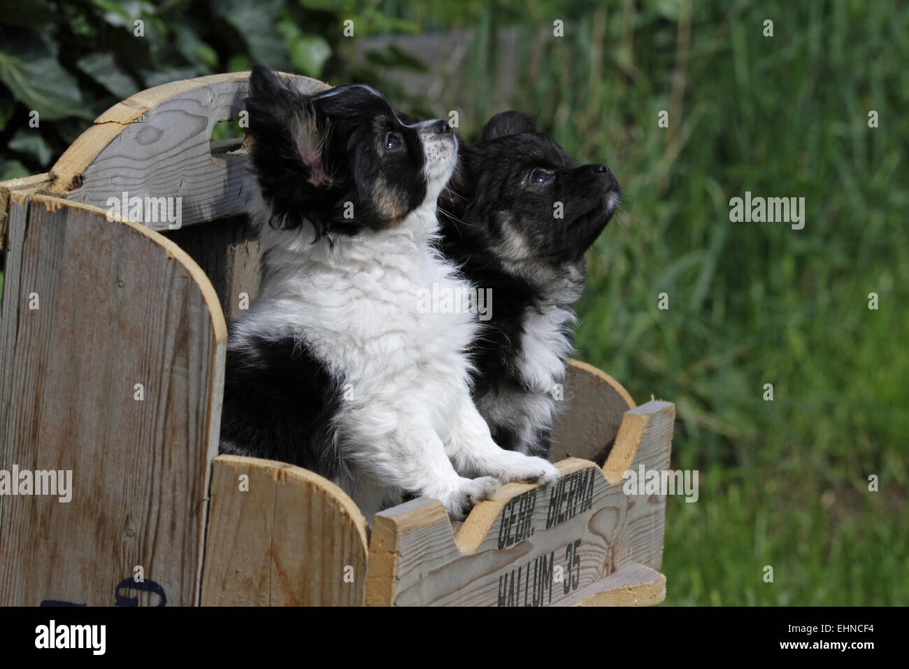 Welpen (Chihuahua) Stockfoto