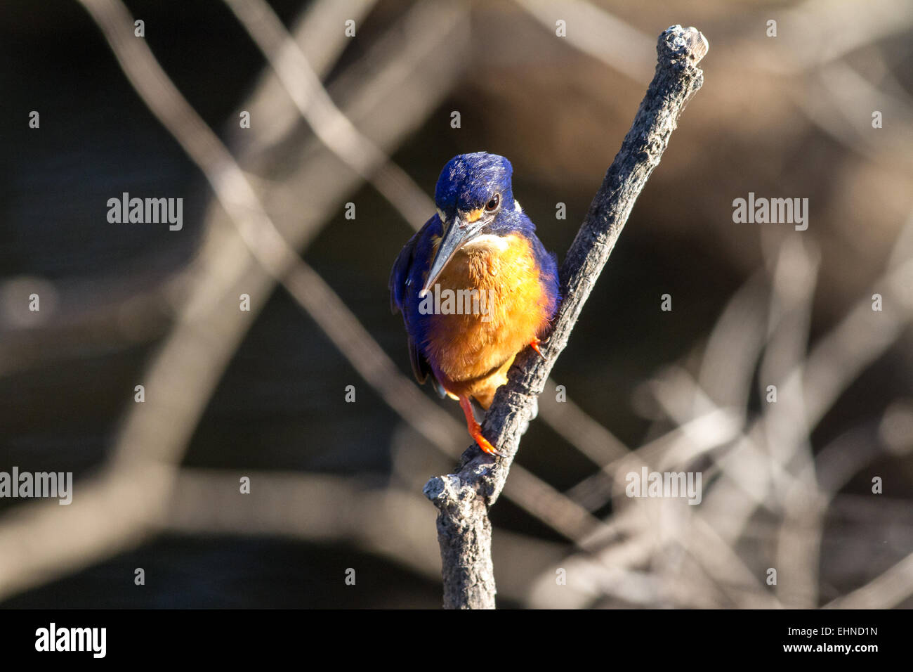 Azure Eisvogel Stockfoto