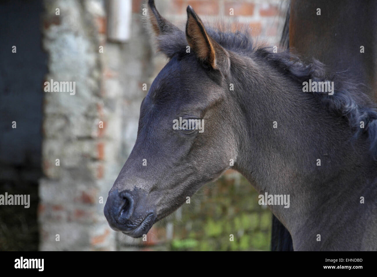 Fohlen (Araber) Stockfoto