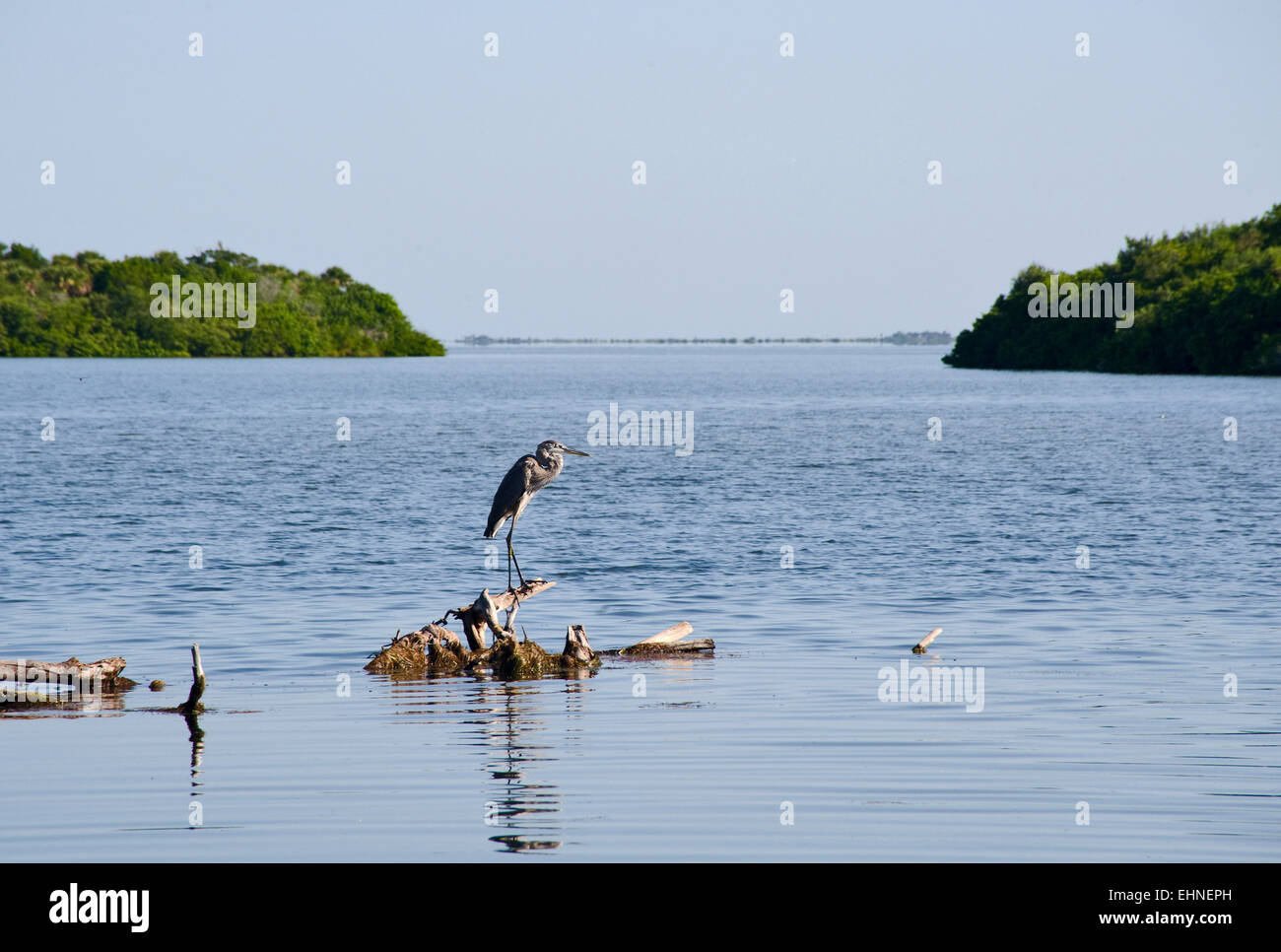 Vögel auf dem Intracoastal Waterway an der Ostküste Amerikas Stockfoto