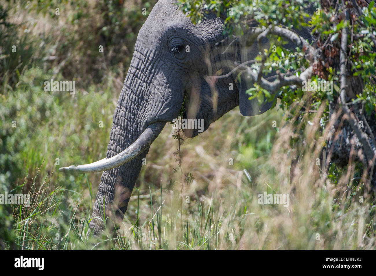 Afrikanischer Elefant, Elephant, Loxodonta Africana, Stockfoto