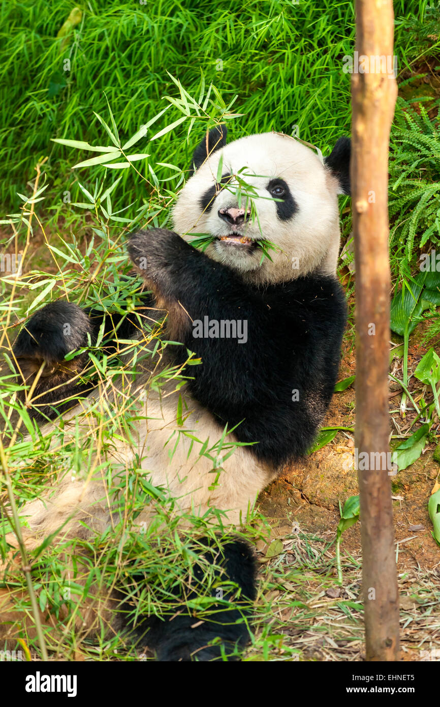 Giant Panda Bär Essen Bambus. Stockfoto