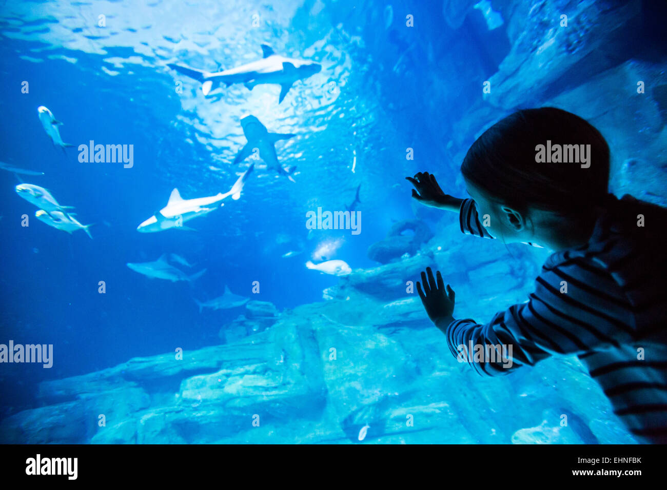 7 Jahre alten Mädchen beobachten Fische in einem Aquarium. Stockfoto