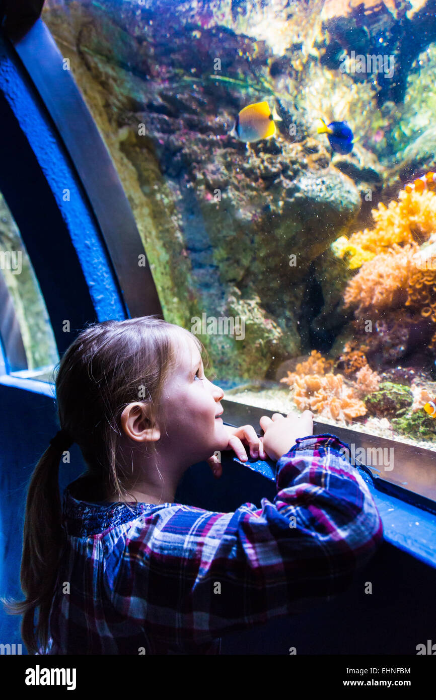 5 Jahre altes Mädchen beobachten Fische in einem Aquarium. Stockfoto
