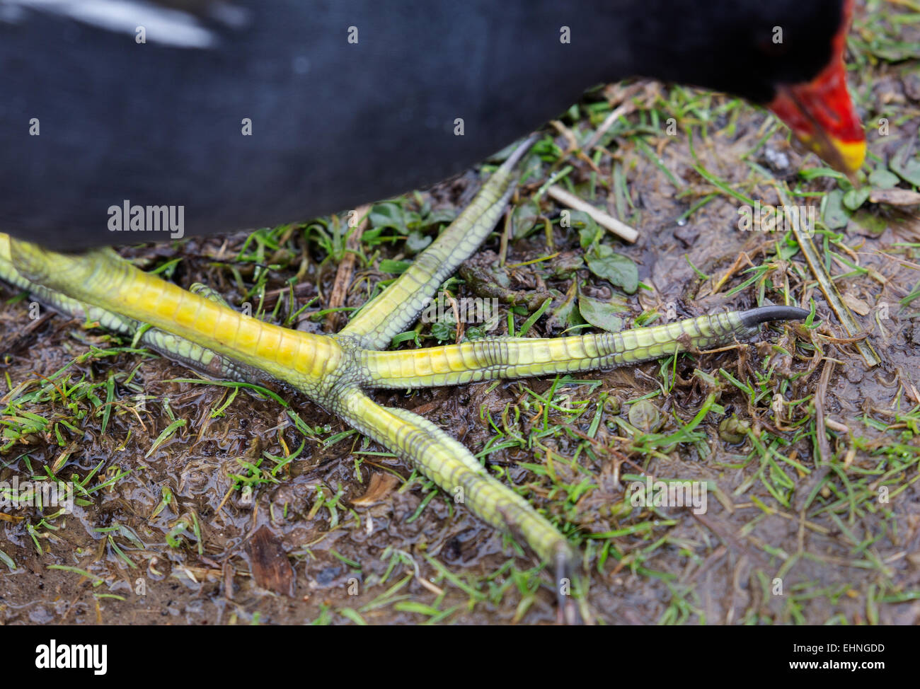 Großen Fuß mit schuppigen Verbreitung Zehen von einer Moorhen Gallinula Chlorophus laufen auf nassem Untergrund Stockfoto