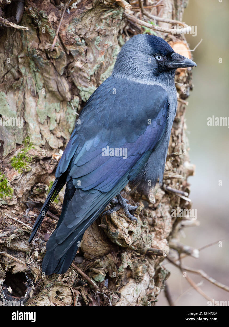 Dohle Corvus Monedula auf der Bolus einer Weide UK Stockfoto