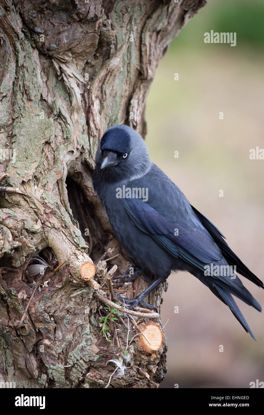 Dohle Corvus Monedula auf der Bolus einer Weide UK Stockfoto