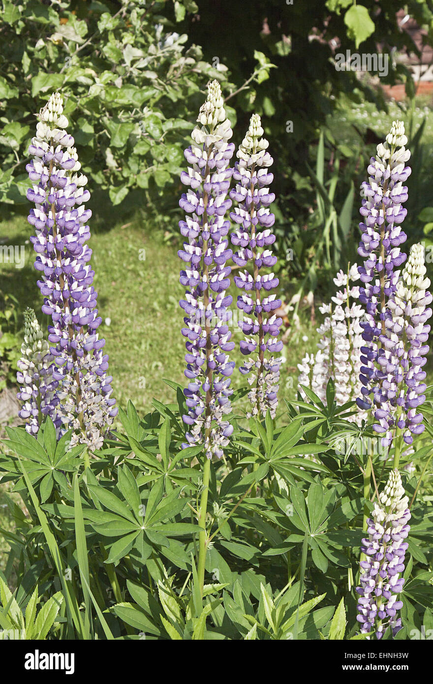 Lupinus Stockfoto