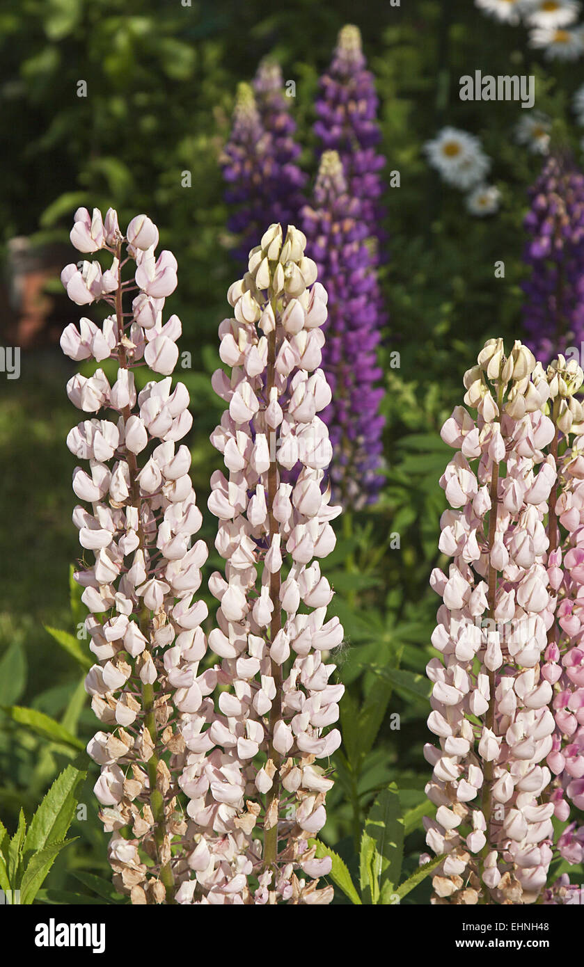 Lupinus Stockfoto