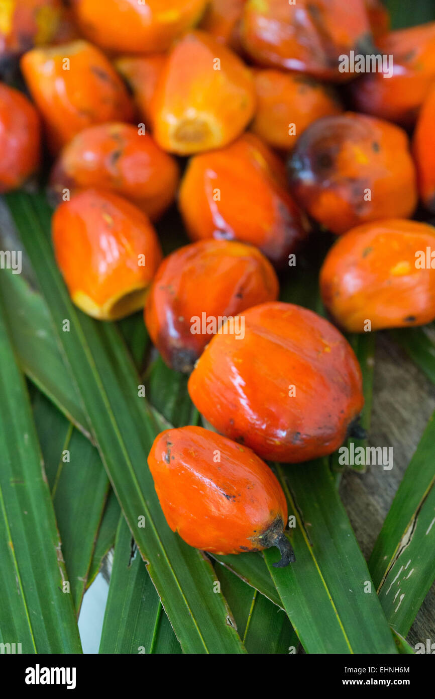 Palm-Nüssen, Früchten der Ölpalme. Stockfoto