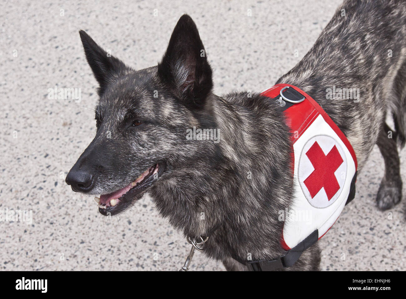 Rettungshund Stockfoto