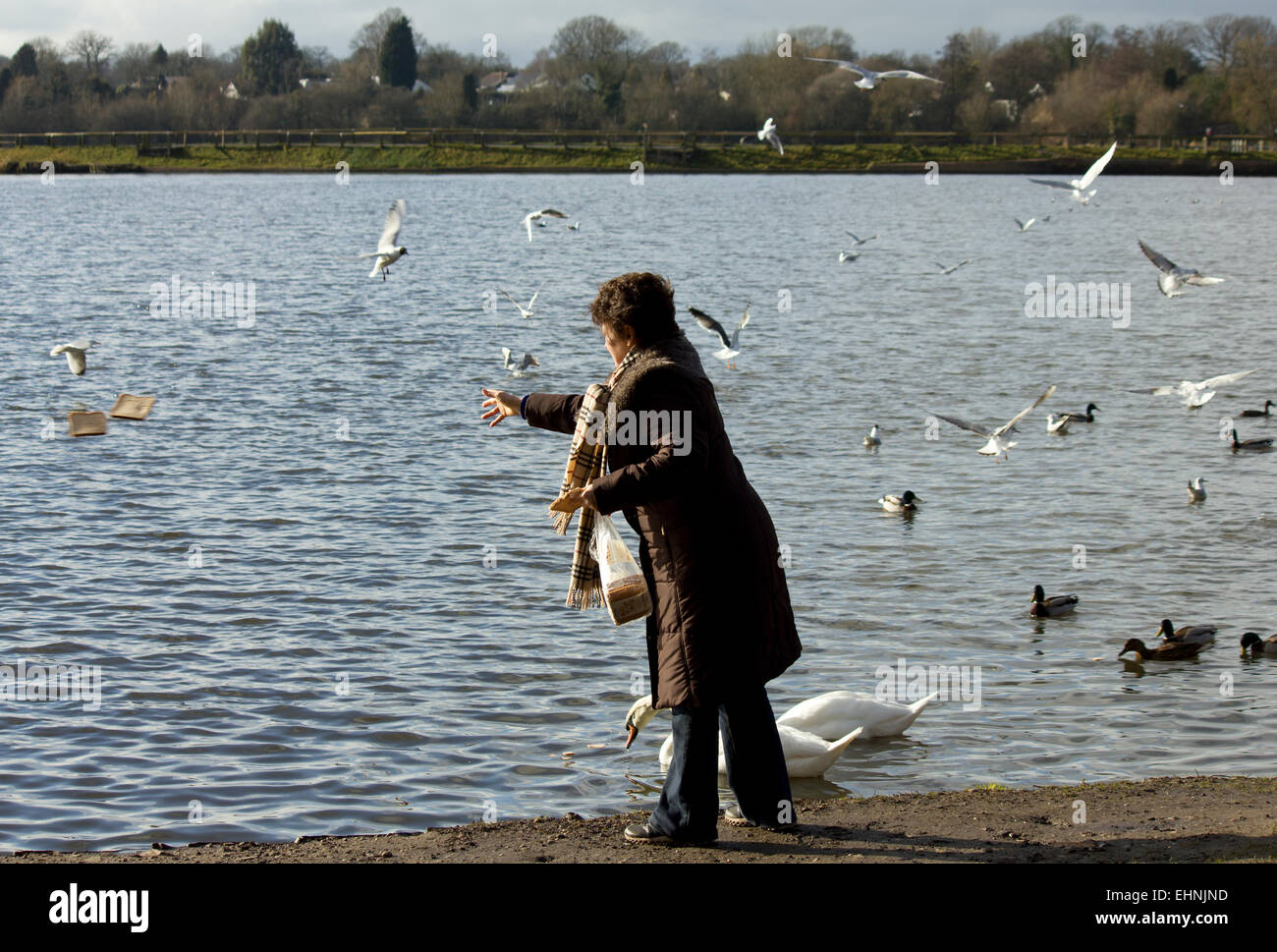 Frau, Fütterung der Enten auf einem See Stockfoto