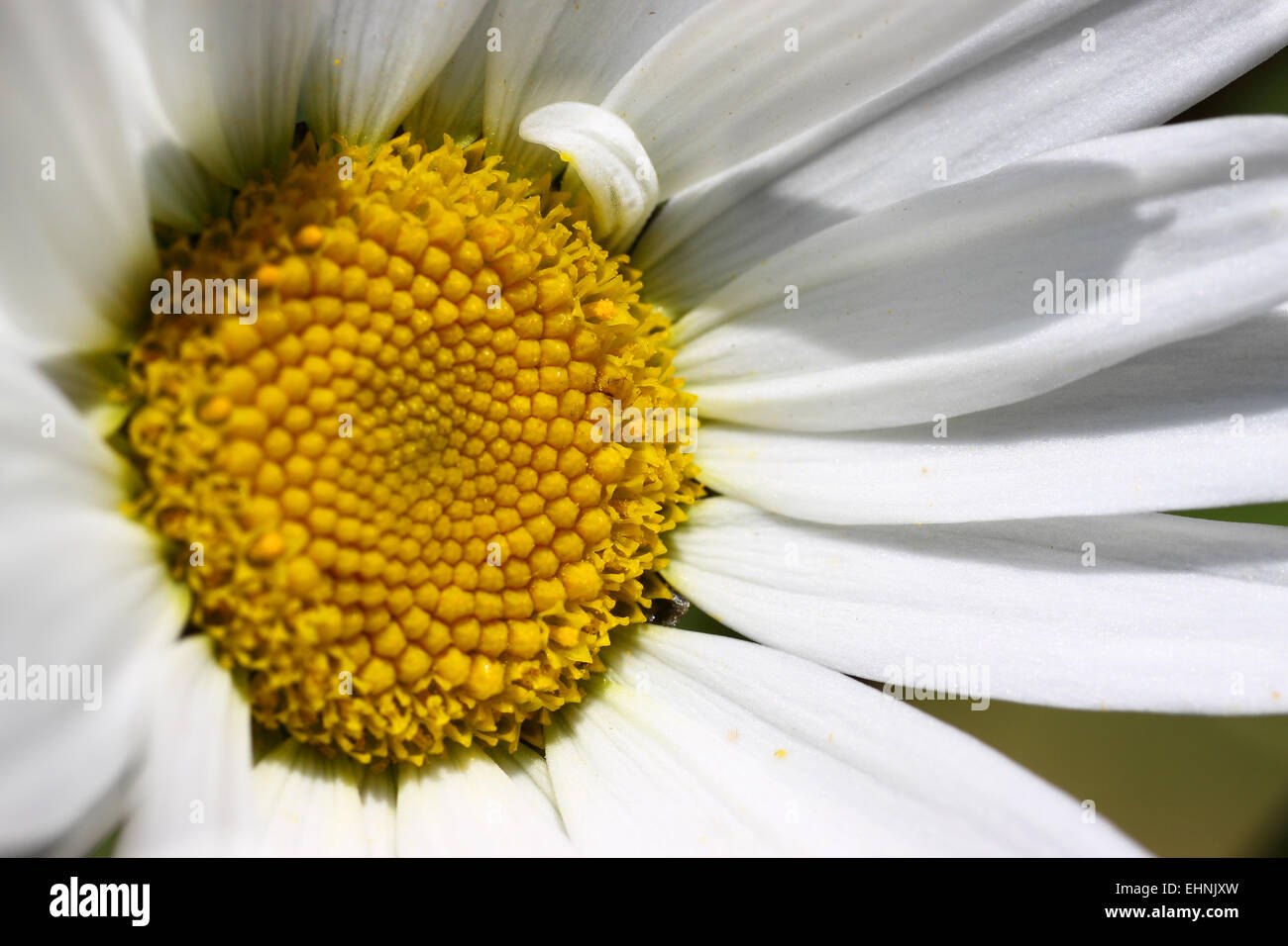 Traum in weiß Stockfoto