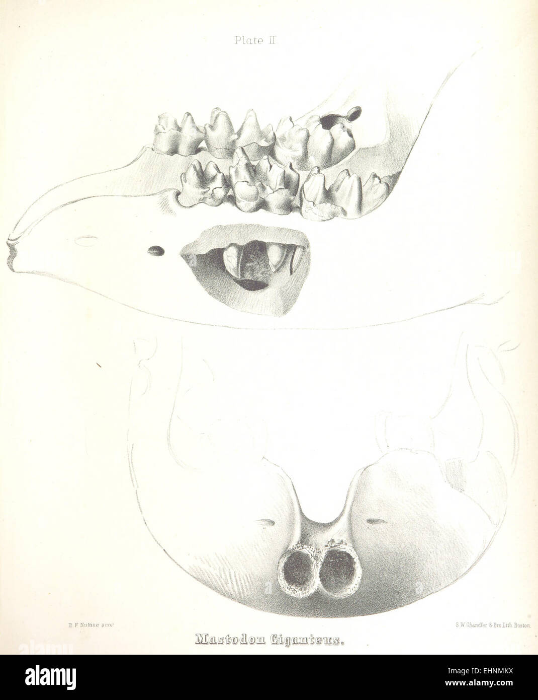 Eine Illustration von Warren aus dem Jahr 1855, die den Mastodon giganteus darstellt, eine ausgestorbene Art, die während des Pleistozäns in Nordamerika umherzog. Das Bild bietet wissenschaftliche Einblicke in das prähistorische Leben. Stockfoto