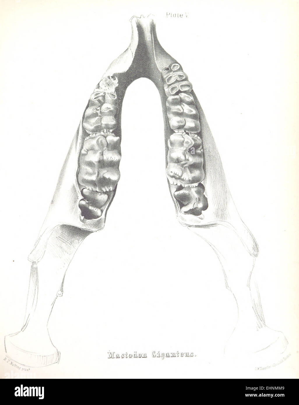 Eine Illustration aus Warrens Werk von 1855, die *Mastodon giganteus* darstellt, zeigt eines der prähistorischen Kreaturen, die einst Nordamerika durchstreiften, und hebt paläontologische Entdeckungen der Mitte des 19. Jahrhunderts hervor. Stockfoto