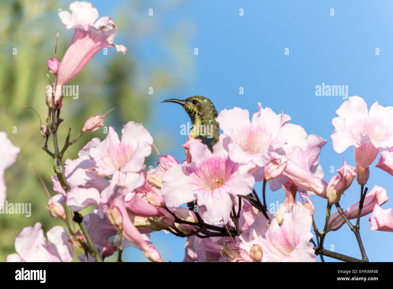 Schöner Vogel in den Blumen Stockfoto