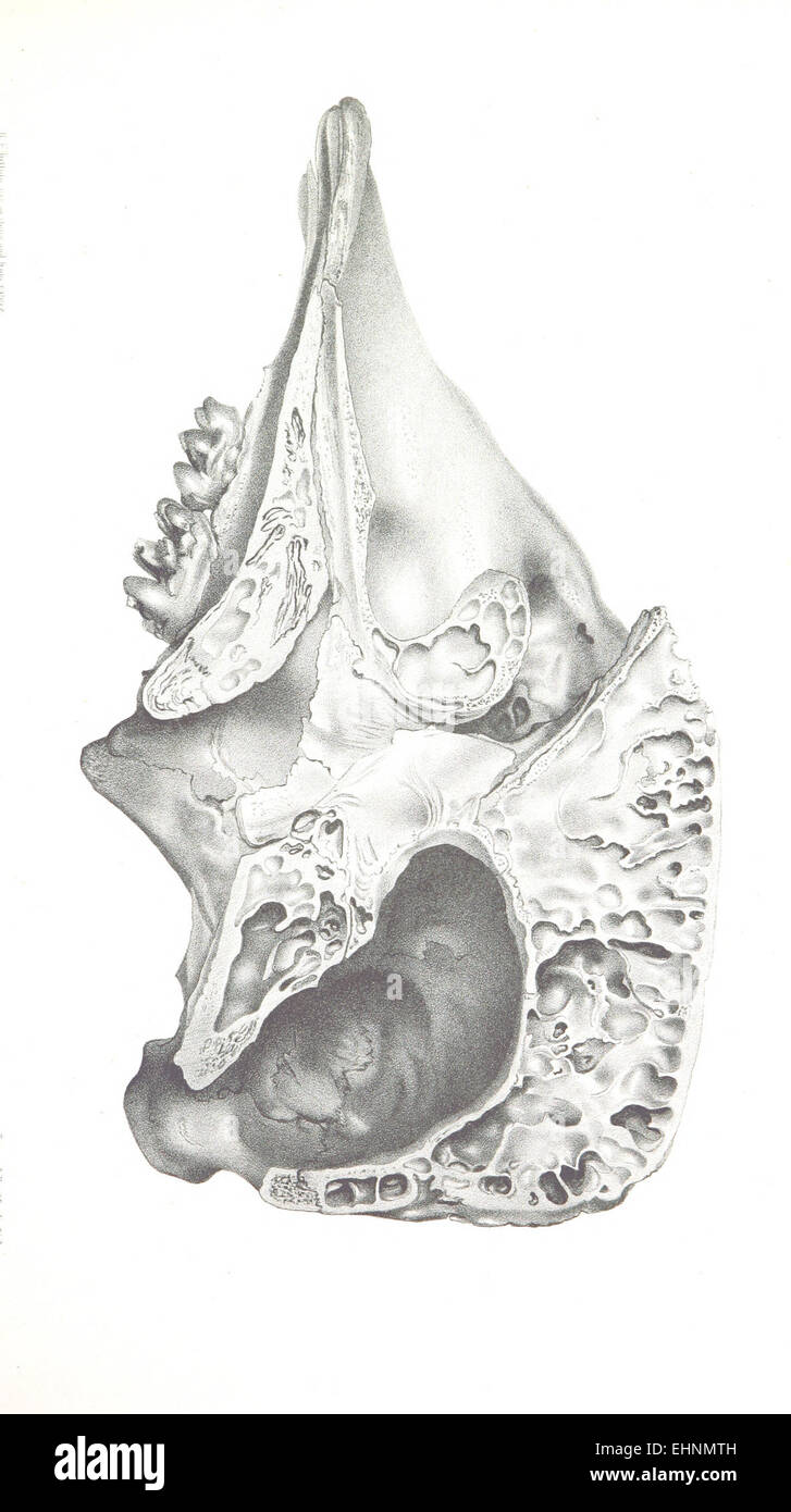 Warren(1855) Mastodon Giganteus, Platte 17 - p309 Stockfoto