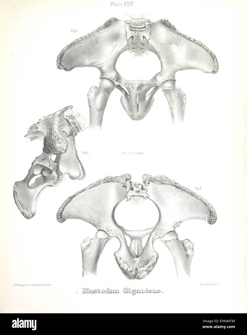 Diese Platte von Warren aus dem Jahr 1855 zeigt den Mastodon giganteus, ein ausgestorbenes Säugetier, das mit dem modernen Elefanten verwandt ist, und zeigt seine Größe und Merkmale, wie sie Mitte des 19. Jahrhunderts verstanden wurden. Stockfoto