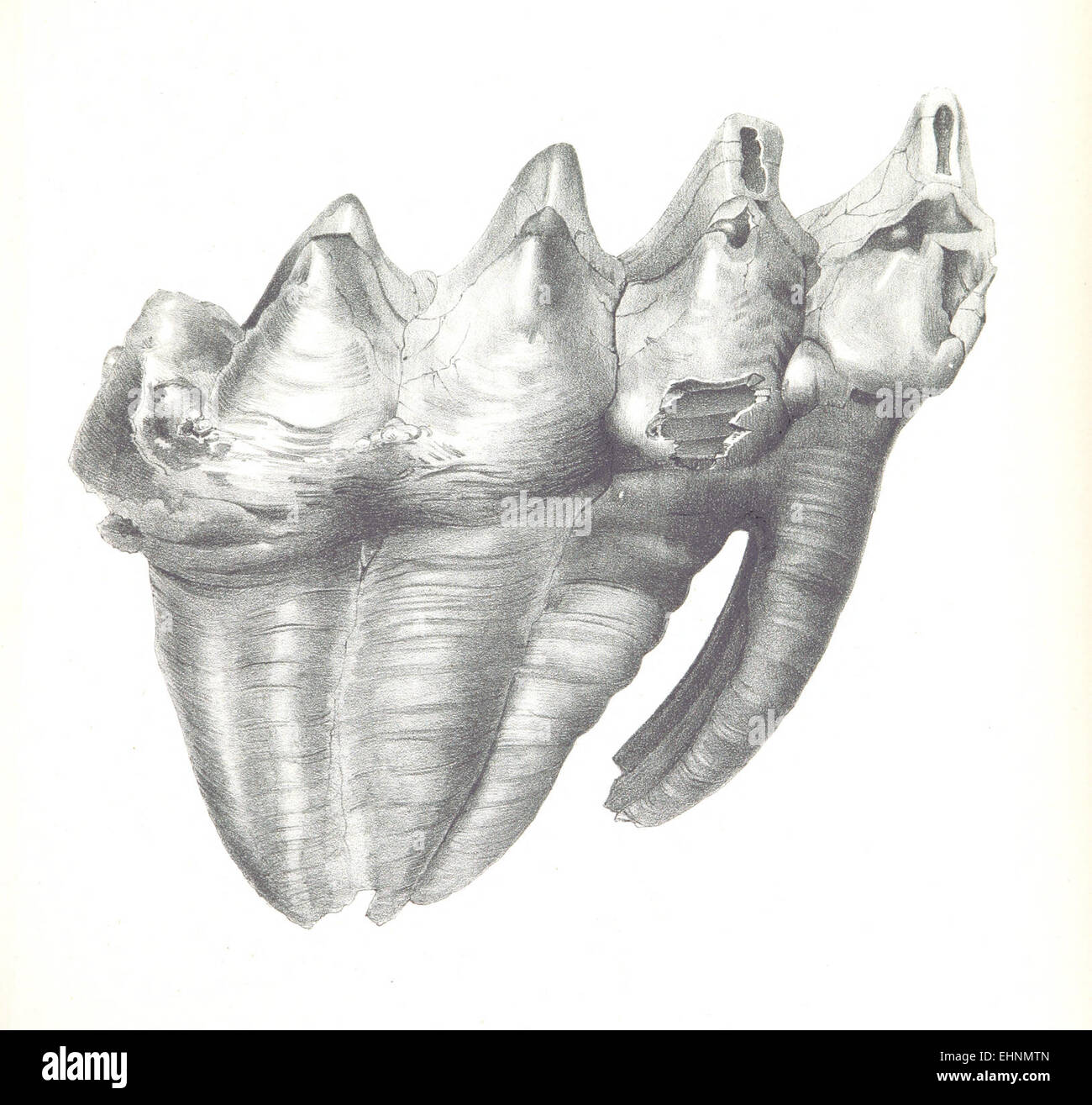 Eine Illustration von Mastodon giganteus (Riesenmastodon) aus dem Jahr 1855, in der die ausgestorbenen Arten im 19. Jahrhundert dargestellt werden. Stockfoto